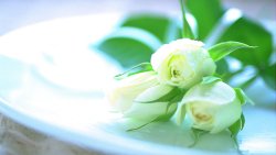 White Roses on the Table