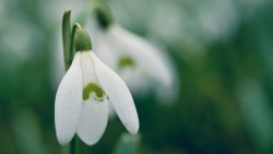 White Snowdrop Macro