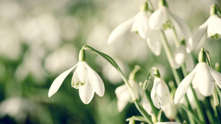 White Snowdrops Macro