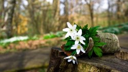 White Snowdrops in Spring Forest