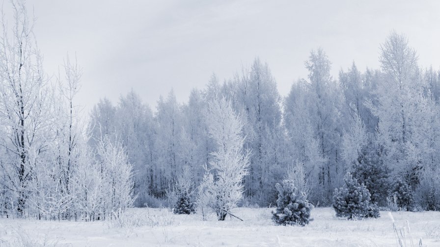 White Winter Forest and Sunset