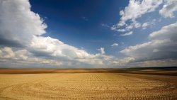 Wide Yellow Field