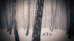 Winter Forest