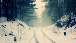 Winter Forest Road and Fog