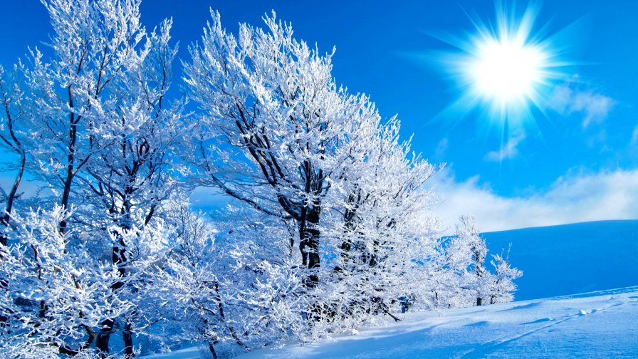 Winter Forest Sun Rays and Snowed Trees