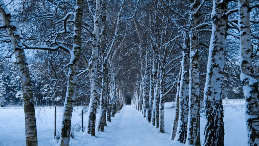 Winter Forest and Birches