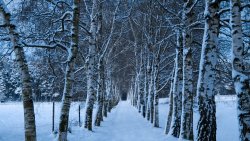 Winter Forest and Birches