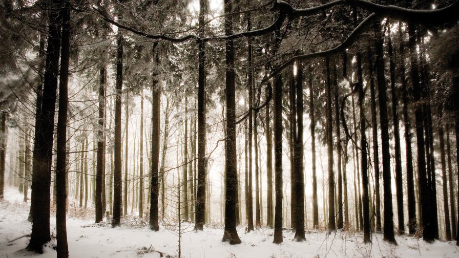 Winter Forest and Frost on the Trees