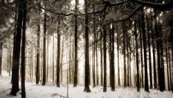 Winter Forest and Frost on the Trees