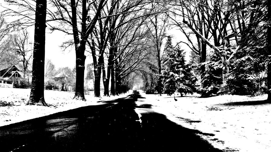 Winter Forest and Pure Single Road