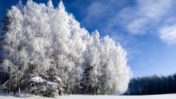 Winter Forest and Snow Covered Trees