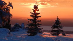 Winter Forest and Spruce Sunset
