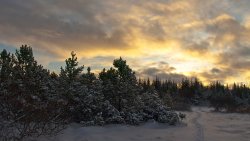 Winter Forest and Sunset