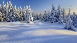 Winter Forest and Sunset