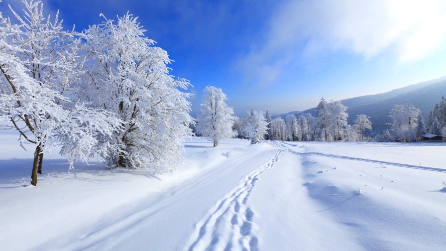 Winter Forest and Tracks on the Snow