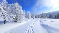 Winter Forest and Tracks on the Snow