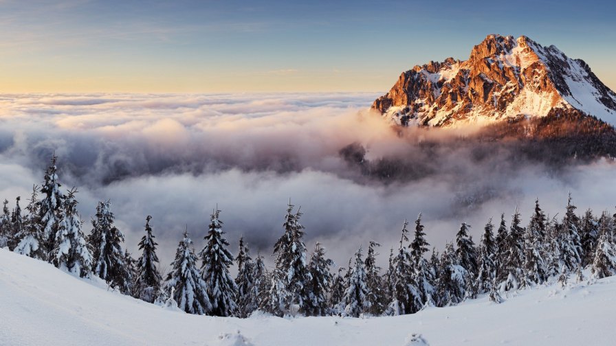 Winter Forest in Mountain Valley