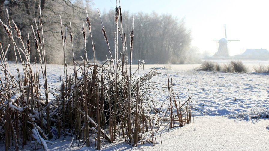 Winter Lake Reeds Frost and Snow