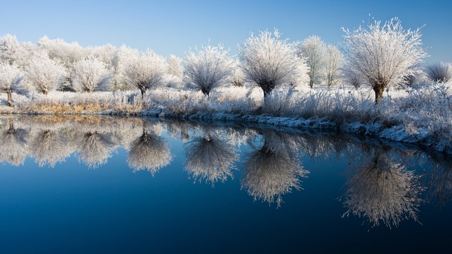 Winter Lake and Trees