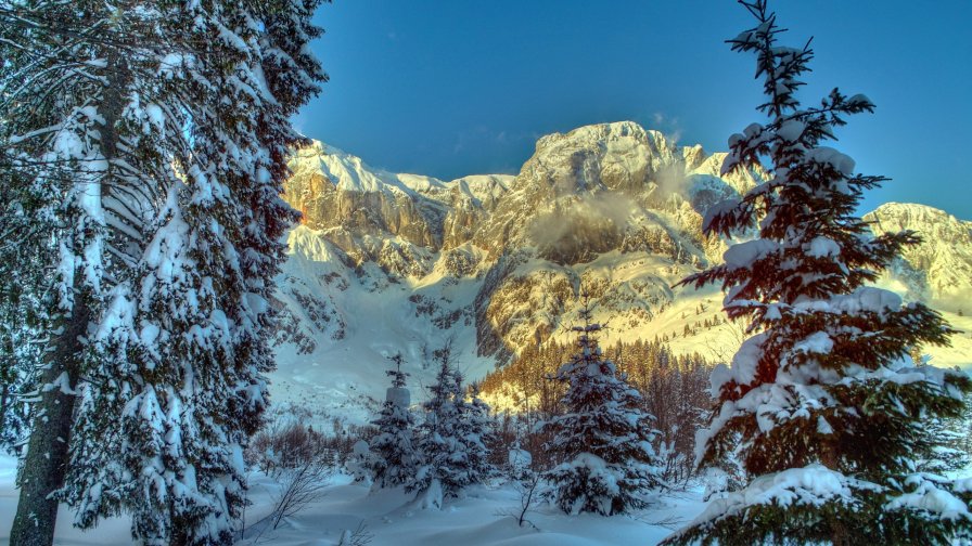 Winter Mountain Forest in Austria