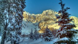 Winter Mountain Forest in Austria