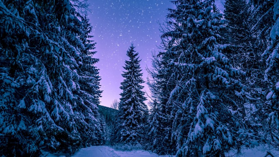 Winter Pine Forest and Night Sky