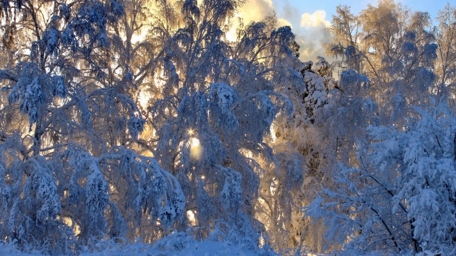 Winter Snow Covered Trees in Forest and Sunset