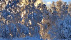 Winter Snow Covered Trees in Forest and Sunset