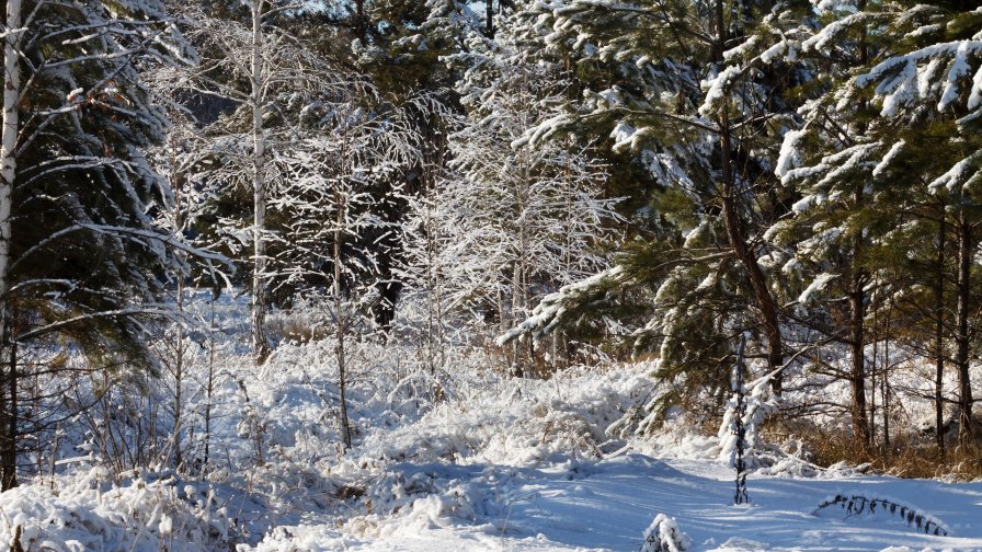 Winter Snowy Forest Trees and Grass