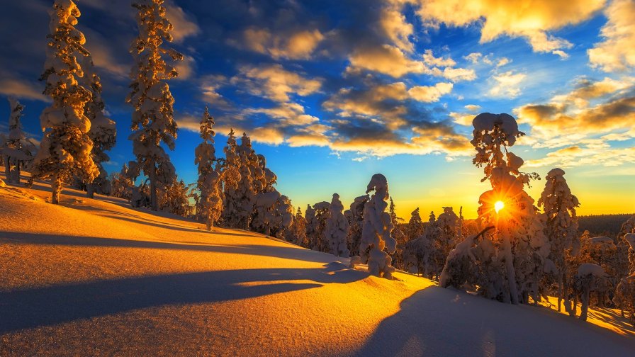 Winter Snowy Forest and Sunlight