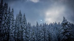 Winter in Spruces Forest and Moonlight