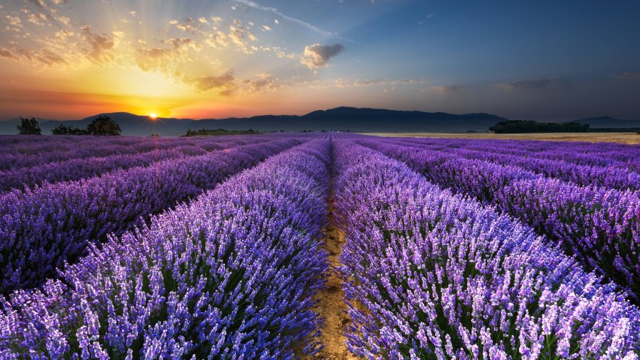 Wonderful Amazing Lavender Flower Valley