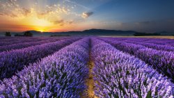 Wonderful Amazing Lavender Flower Valley