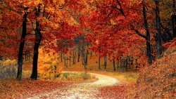 Wonderful Autumn Forest with Yellow and Red Trees