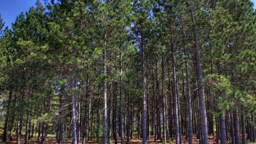 Wonderful Beautiful Old Pine Forest