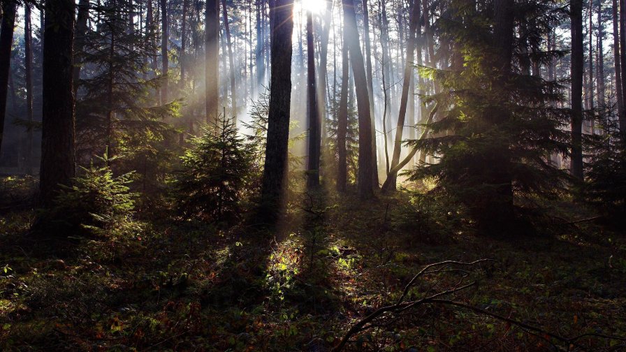 Wonderful Dark Forest and Sunrays