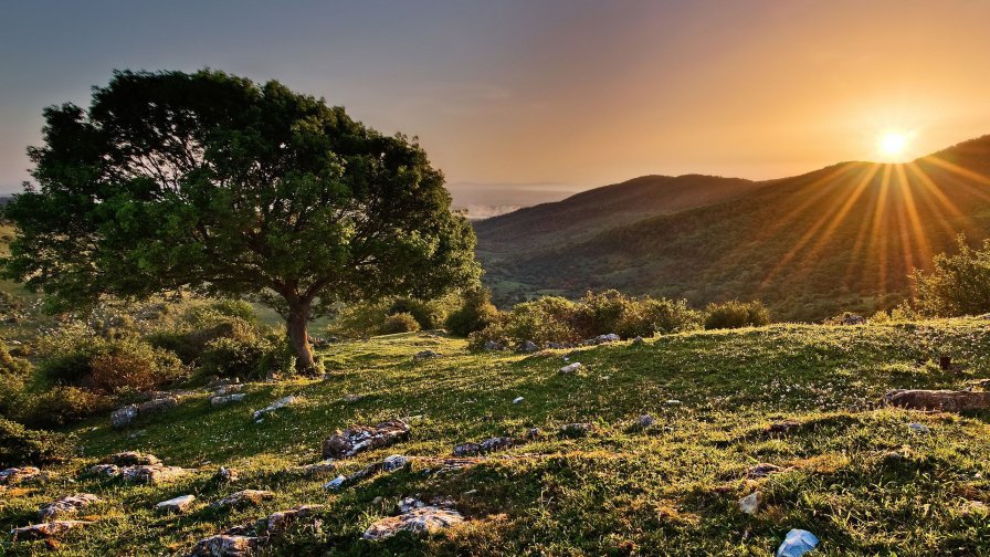 Wonderful Dawn in Green Forest