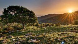 Wonderful Dawn in Green Forest