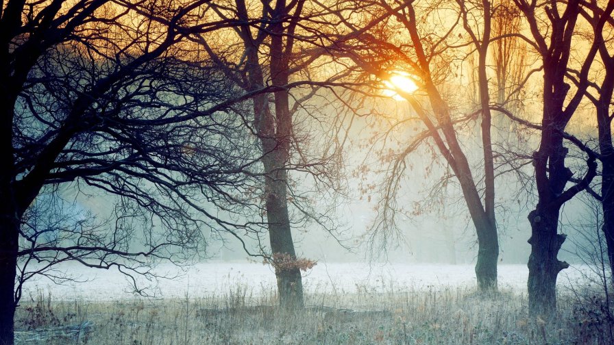 Wonderful Dawn in Winter Snowy Forest