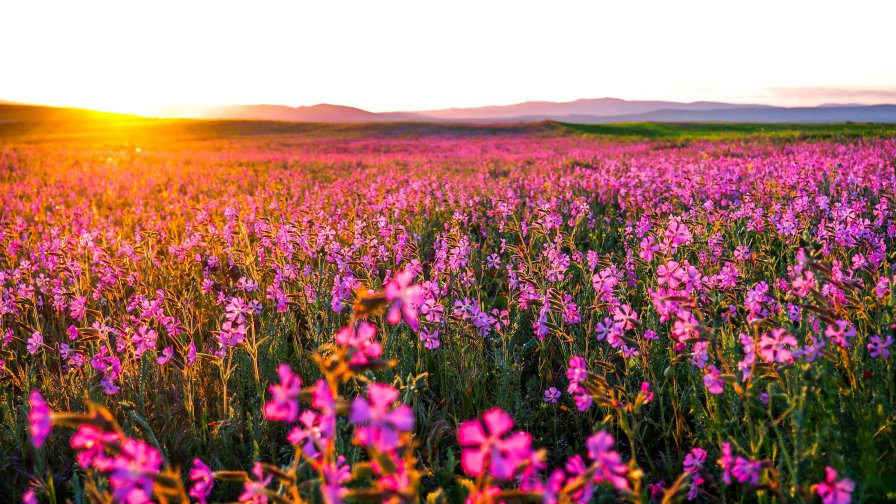 Wonderful Field with Violet Flowers