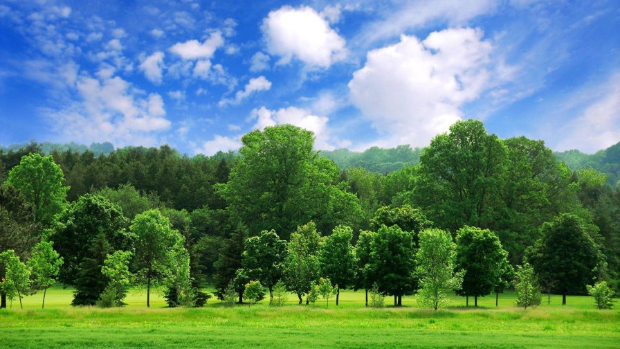 Wonderful Green Forest and Beautiful Sky