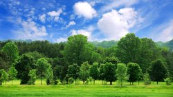 Wonderful Green Forest and Beautiful Sky