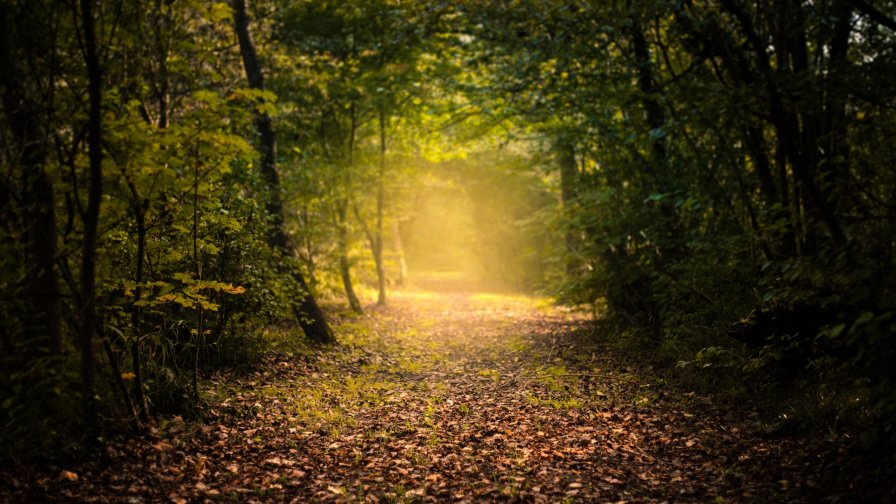 Wonderful Green Forest and Grass