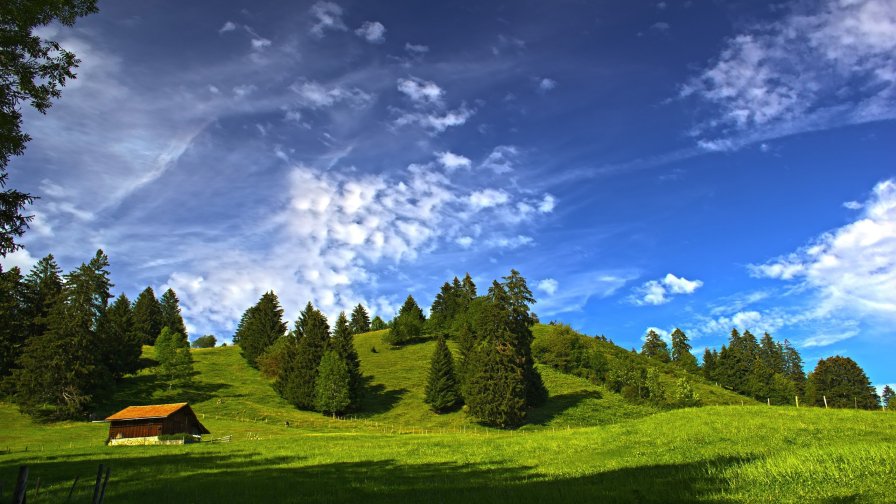 Wonderful Green Meadow and Forest