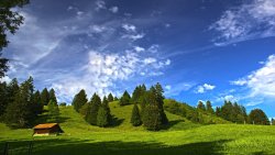 Wonderful Green Meadow and Forest