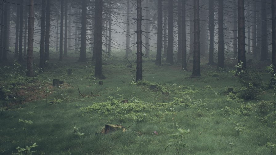 Wonderful Old Dark Mystical Pine Forest