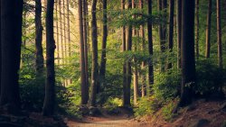 Wonderful Old Green Forest Trees and Grass