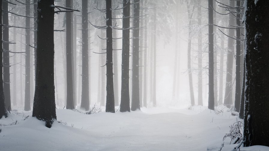 Wonderful Old Winter Forest and Snow