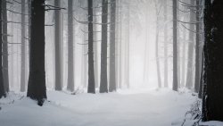 Wonderful Old Winter Forest and Snow
