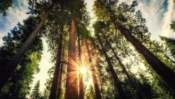 Wonderful Pine Forest Trees and Sunrays